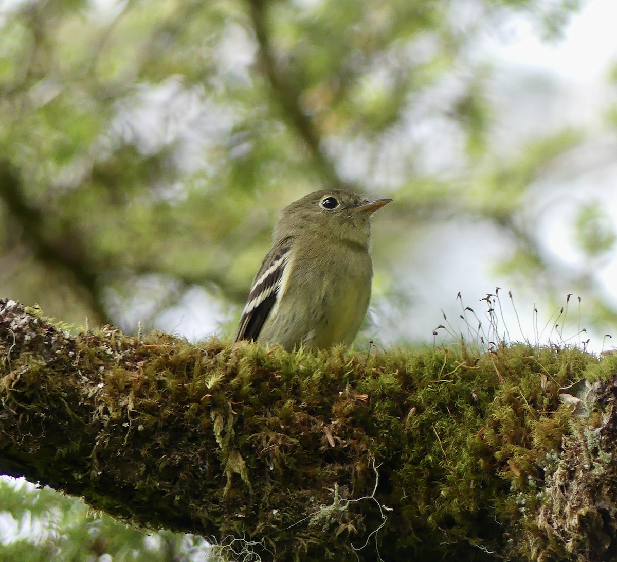 Yellow-bellied Flycatcher - Mary McCafferty