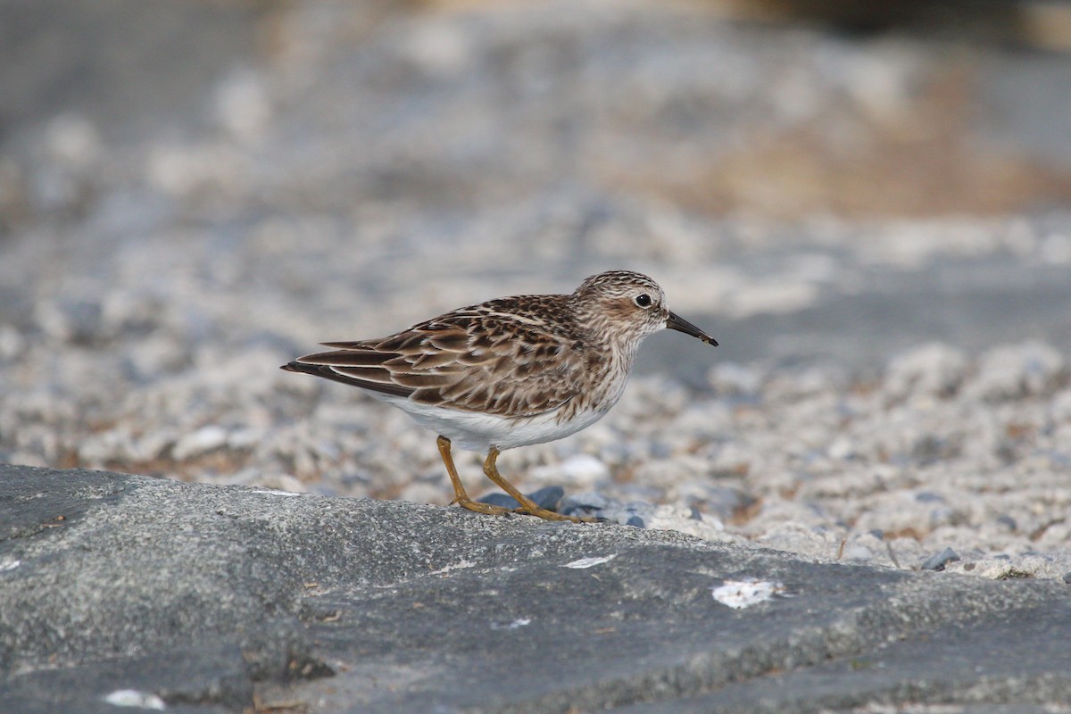 Least Sandpiper - Chad Witko