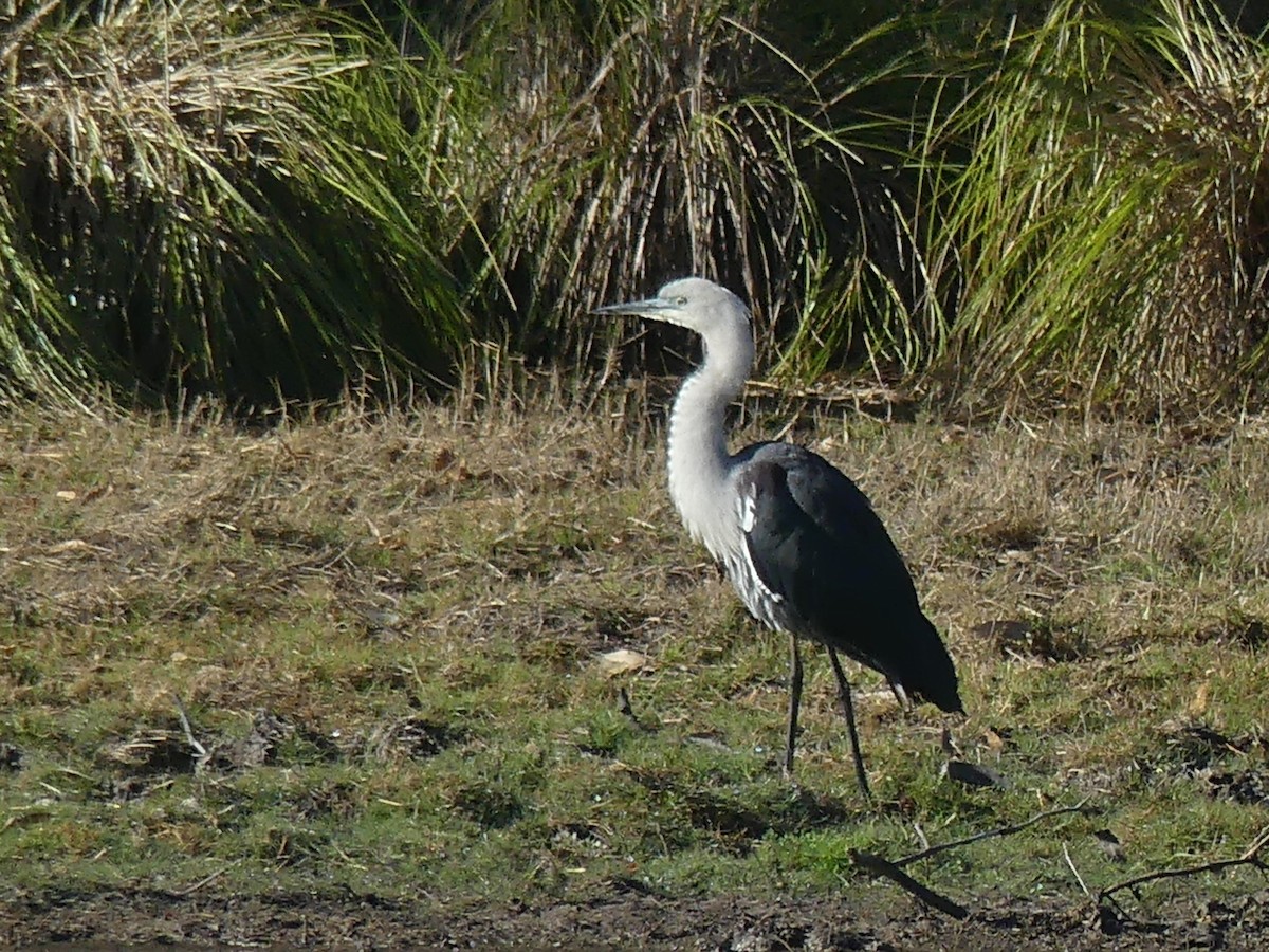 Garza Cuelliblanca - ML593835391