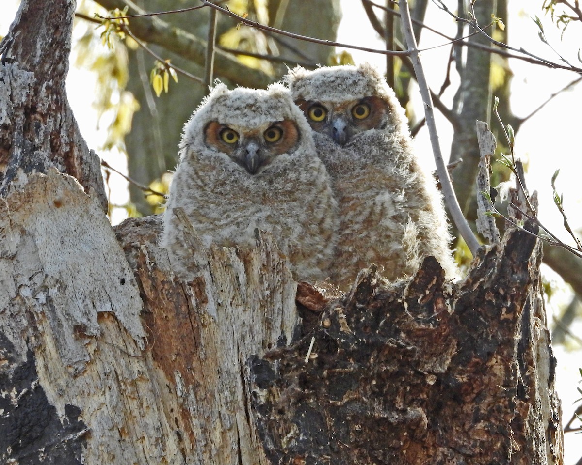 Great Horned Owl - ML593835781