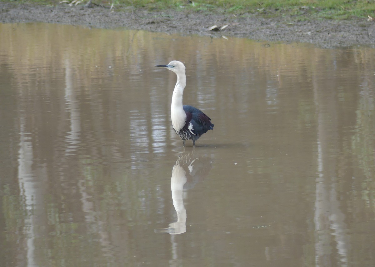 Pacific Heron - ML593836061