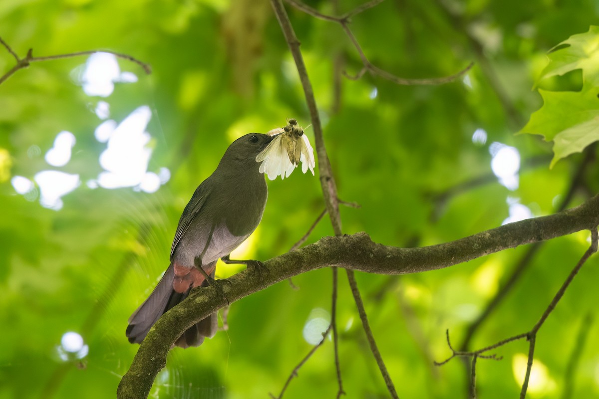 Gray Catbird - ML593836931