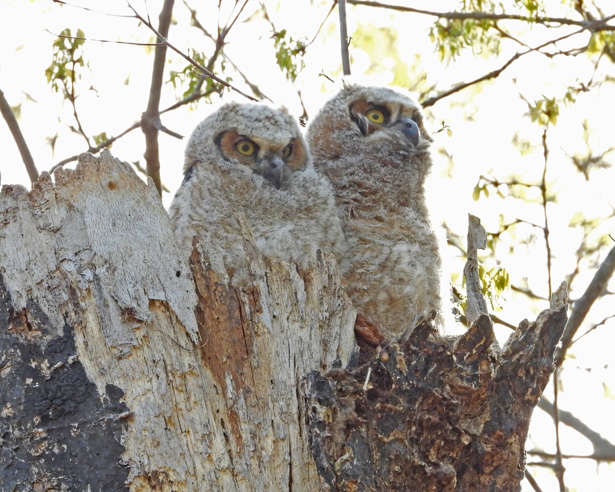 Great Horned Owl - ML593837121