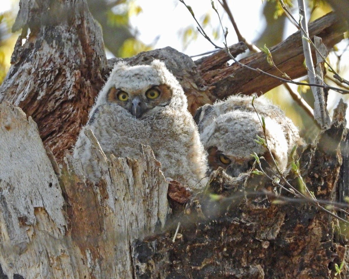 Great Horned Owl - ML593837551