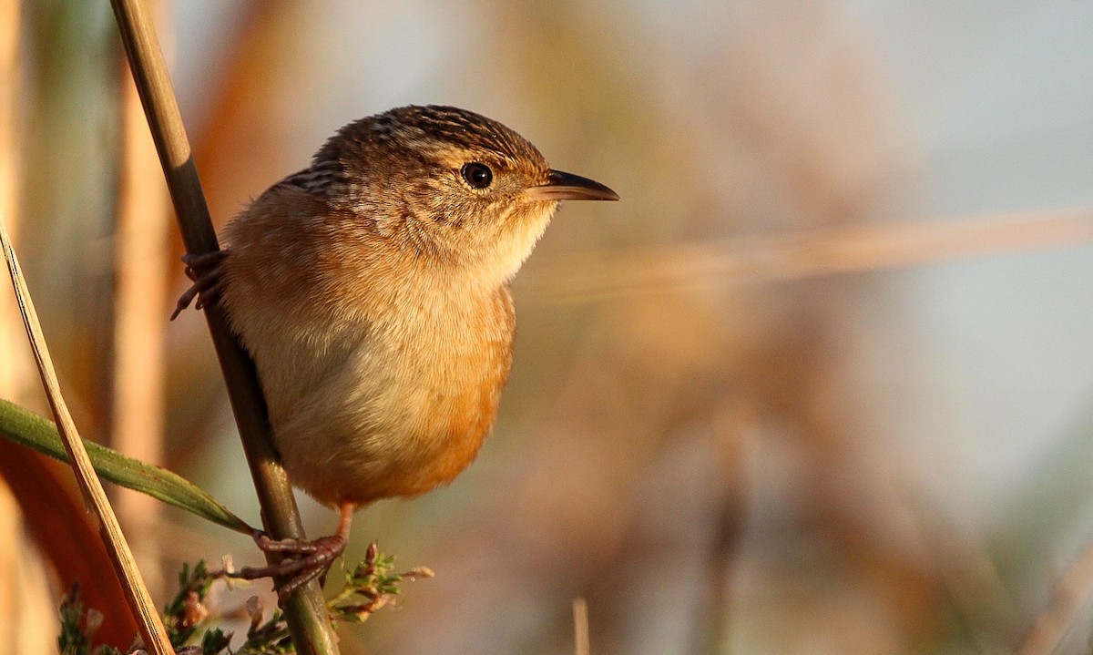 Sedge Wren - Alex Marine