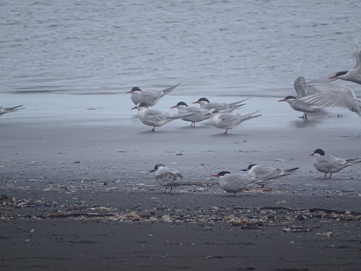 South American Tern - ML593838001