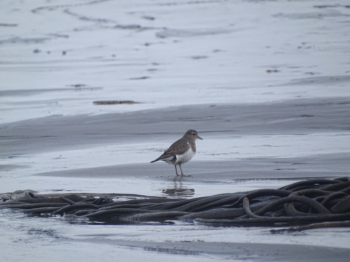 Rufous-chested Dotterel - ML593838111