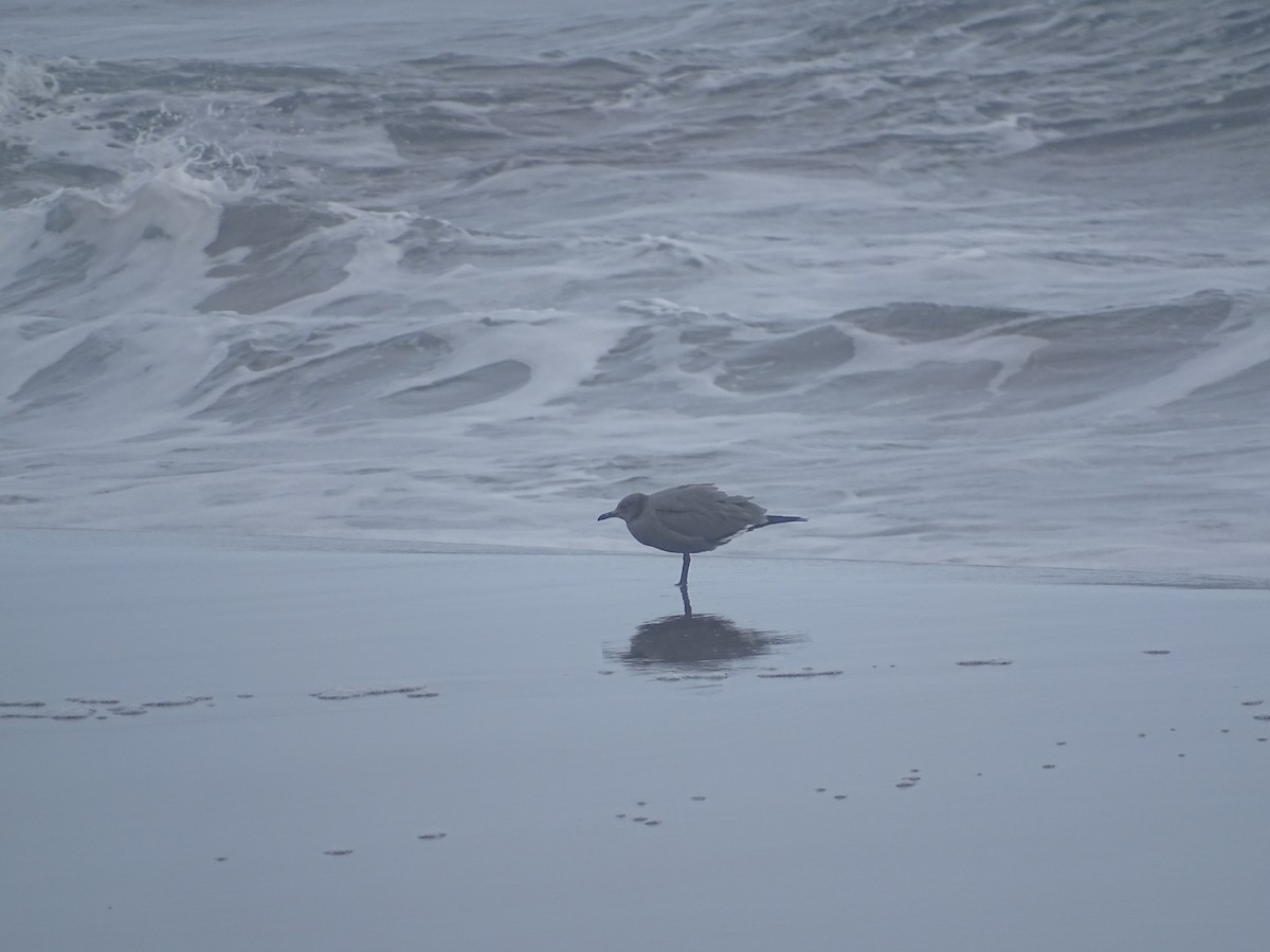 Gray Gull - ML593838191