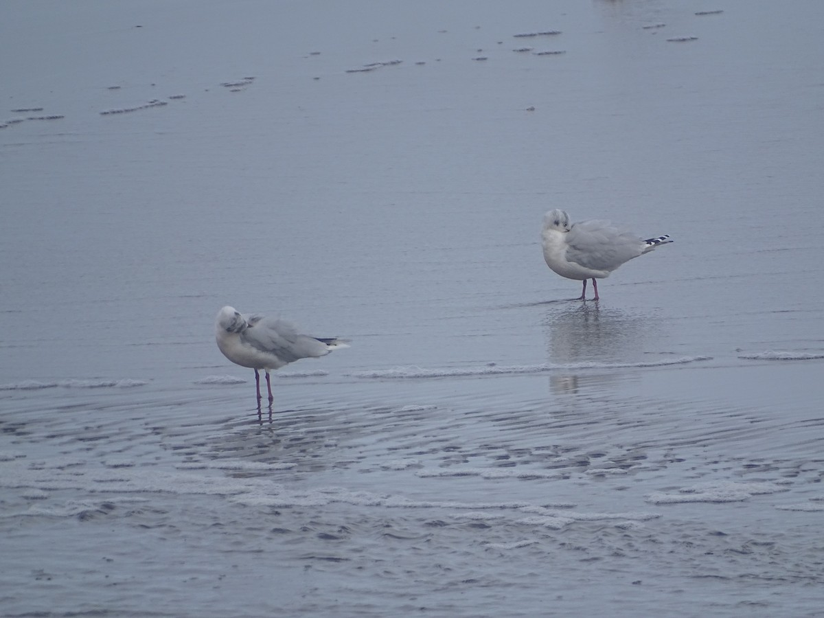 Brown-hooded Gull - ML593838201