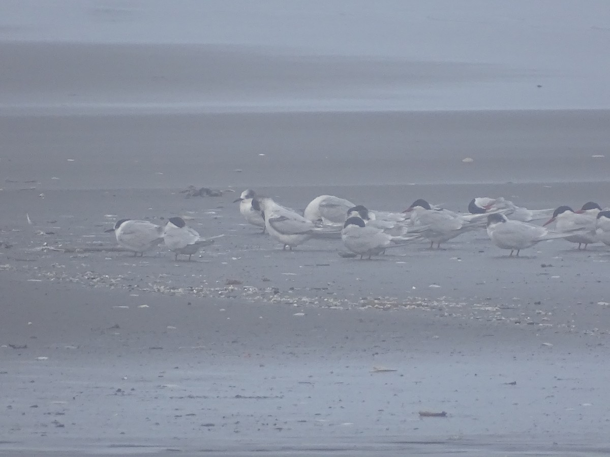 South American Tern - ML593838241