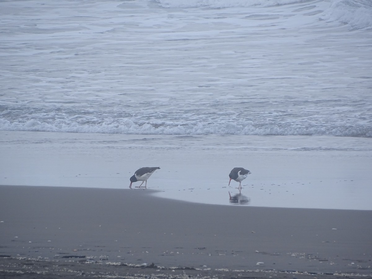 American Oystercatcher - ML593838311