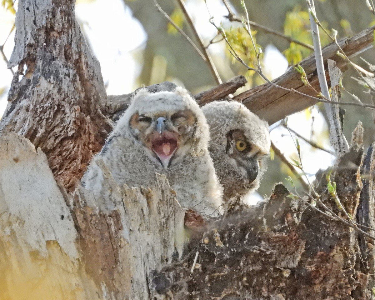 Great Horned Owl - ML593838841
