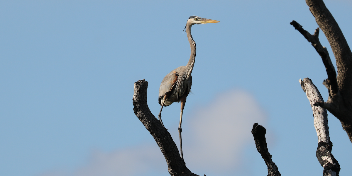 Great Blue Heron (Great Blue) - James Wheat
