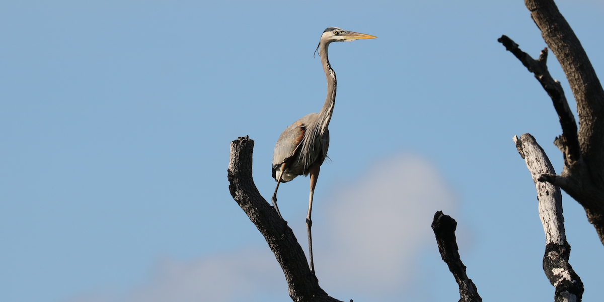 Great Blue Heron (Great Blue) - ML593839021