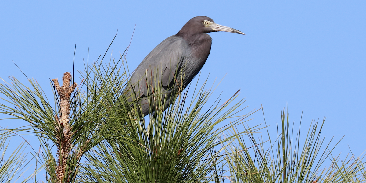 Little Blue Heron - ML593839041