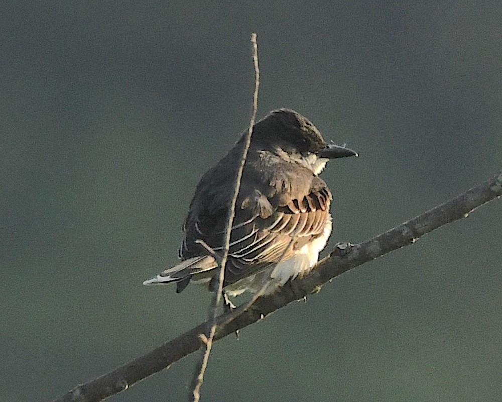 Eastern Kingbird - ML593839081