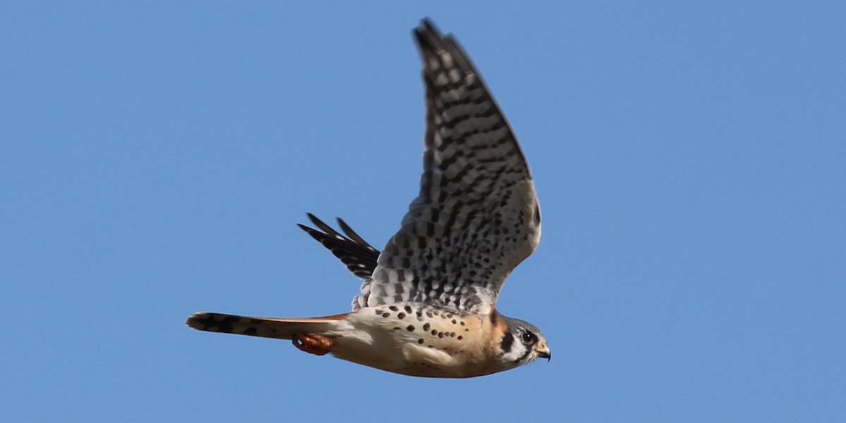 American Kestrel - ML593839111