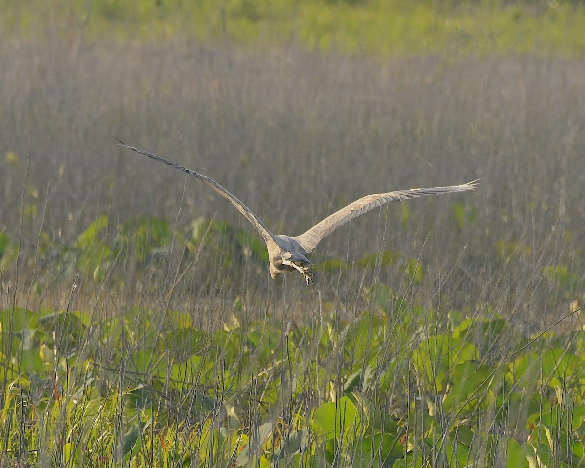 Great Blue Heron - ML593839411