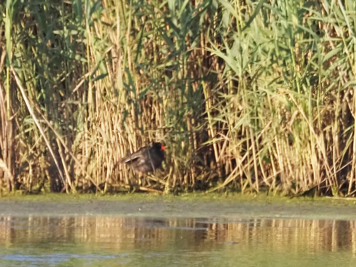 Common Gallinule - ML593839981