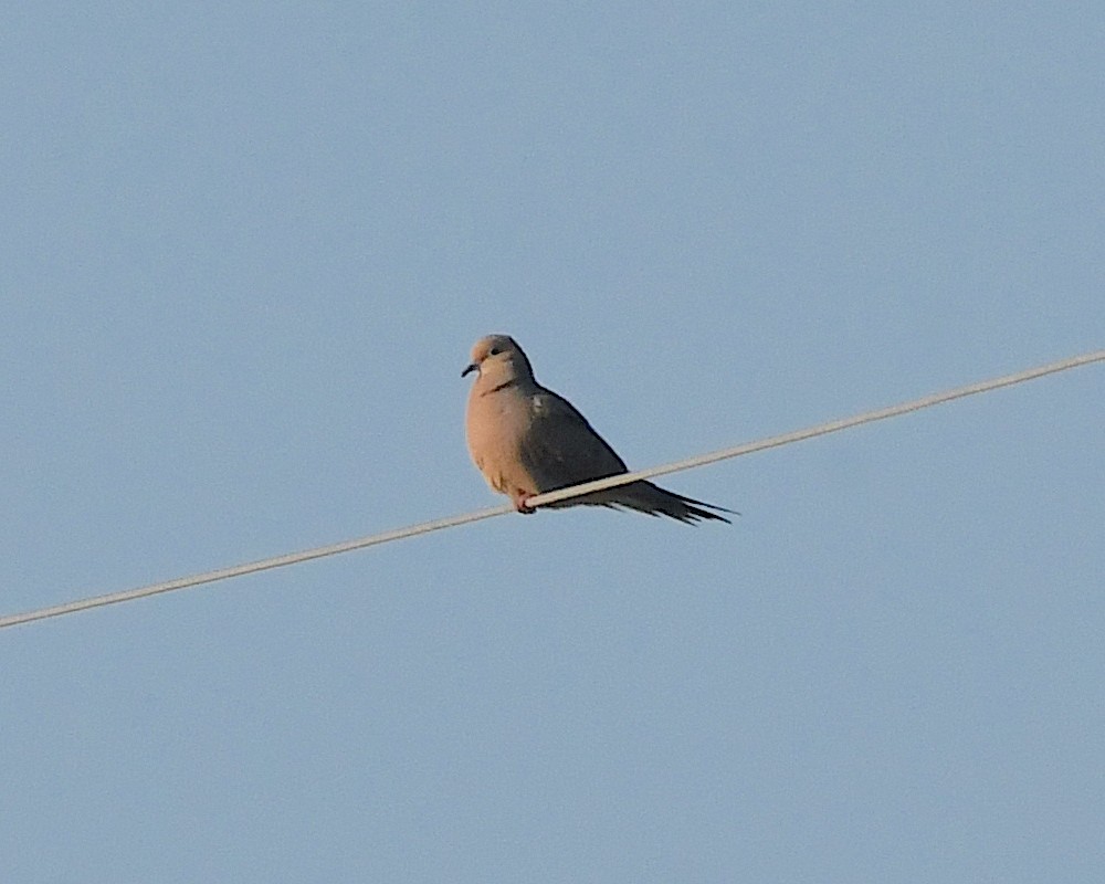 Mourning Dove - Ted Wolff