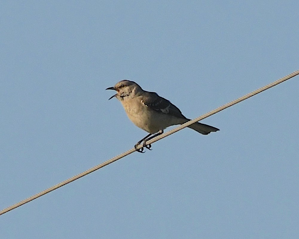 Northern Mockingbird - ML593840301