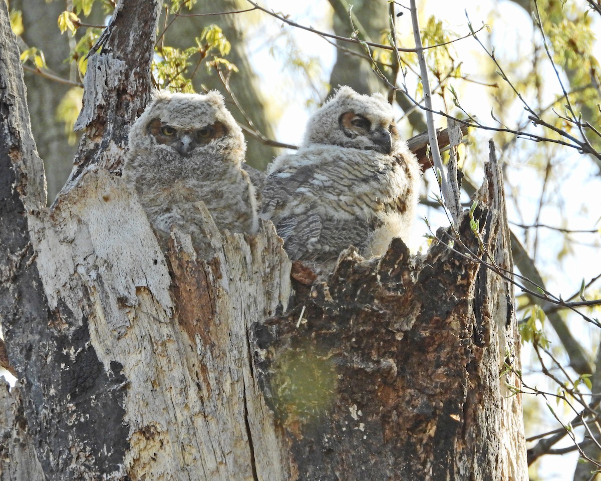 Great Horned Owl - ML593840401