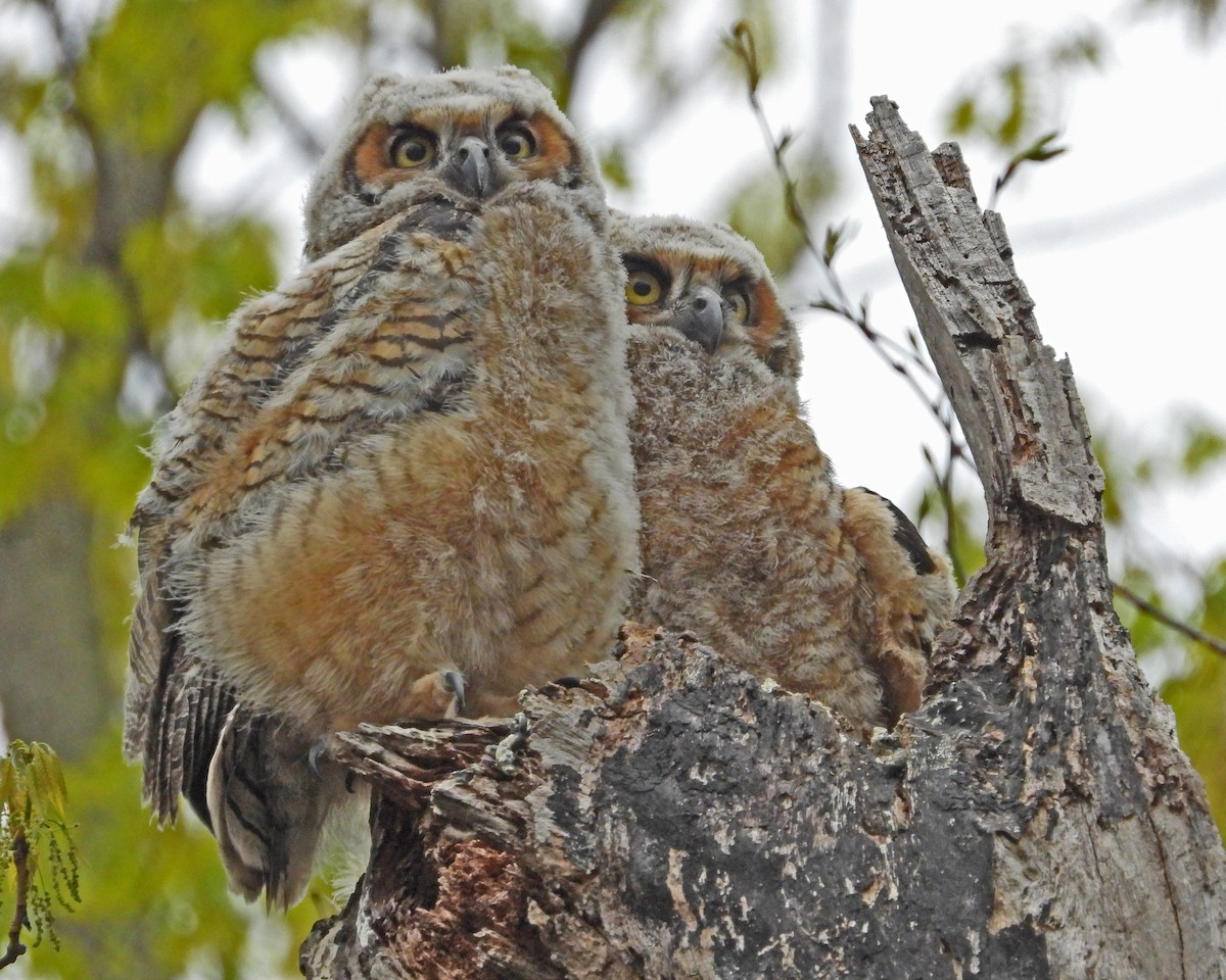 Great Horned Owl - ML593841861