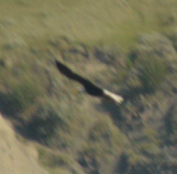 Белоголовый орлан - ML593841901