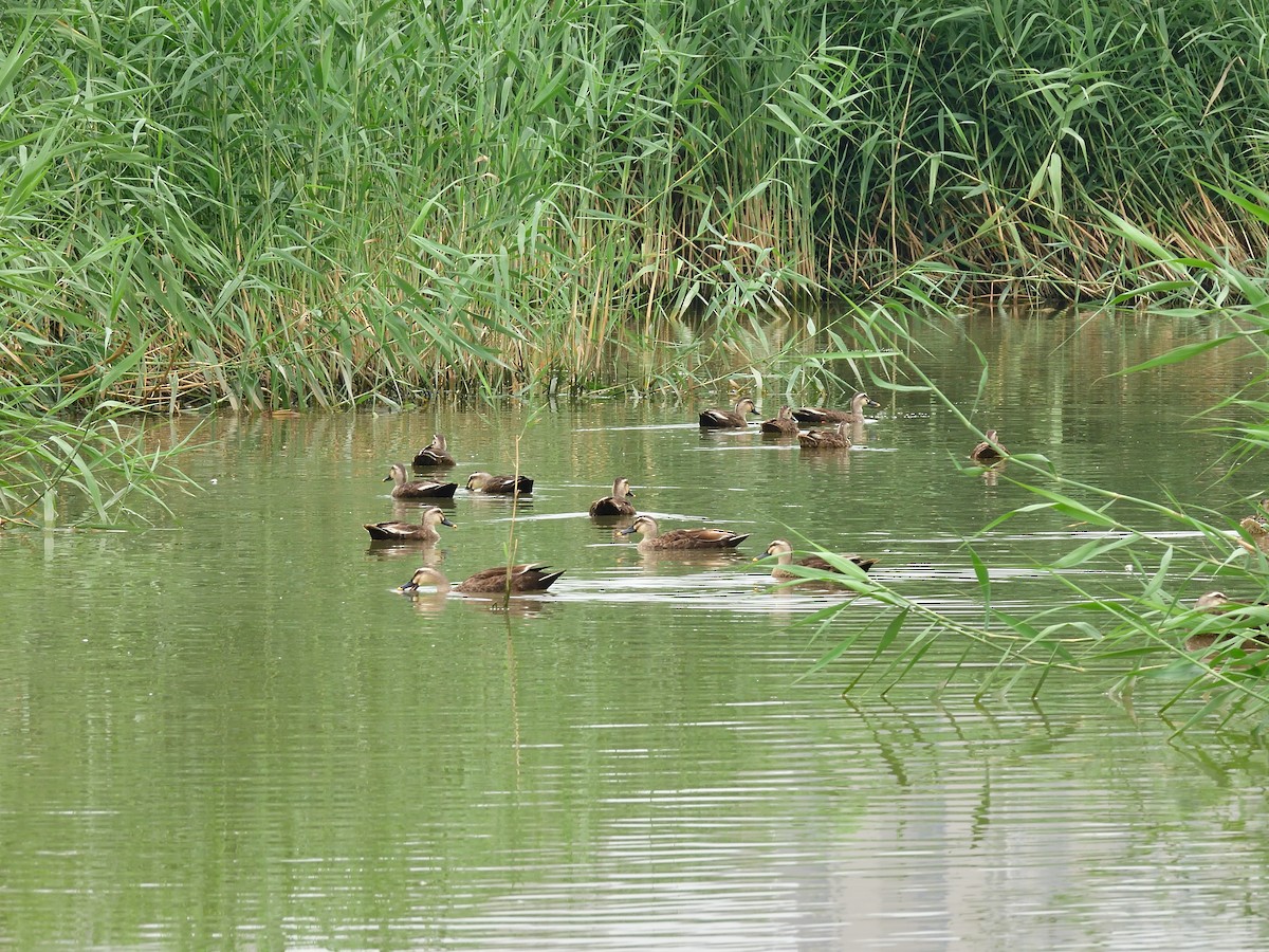 Eastern Spot-billed Duck - ML593842221