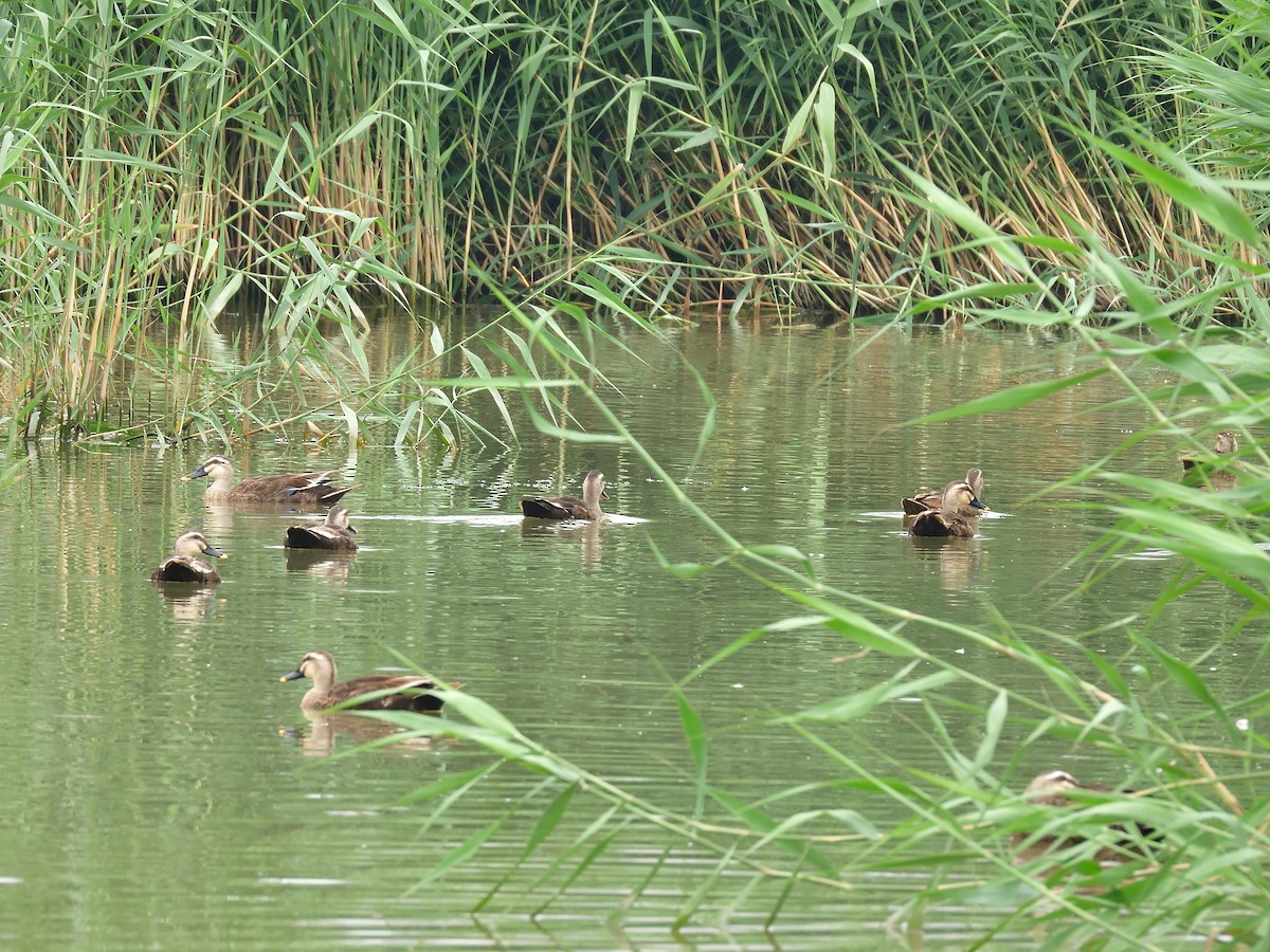 Eastern Spot-billed Duck - Yawei Zhang