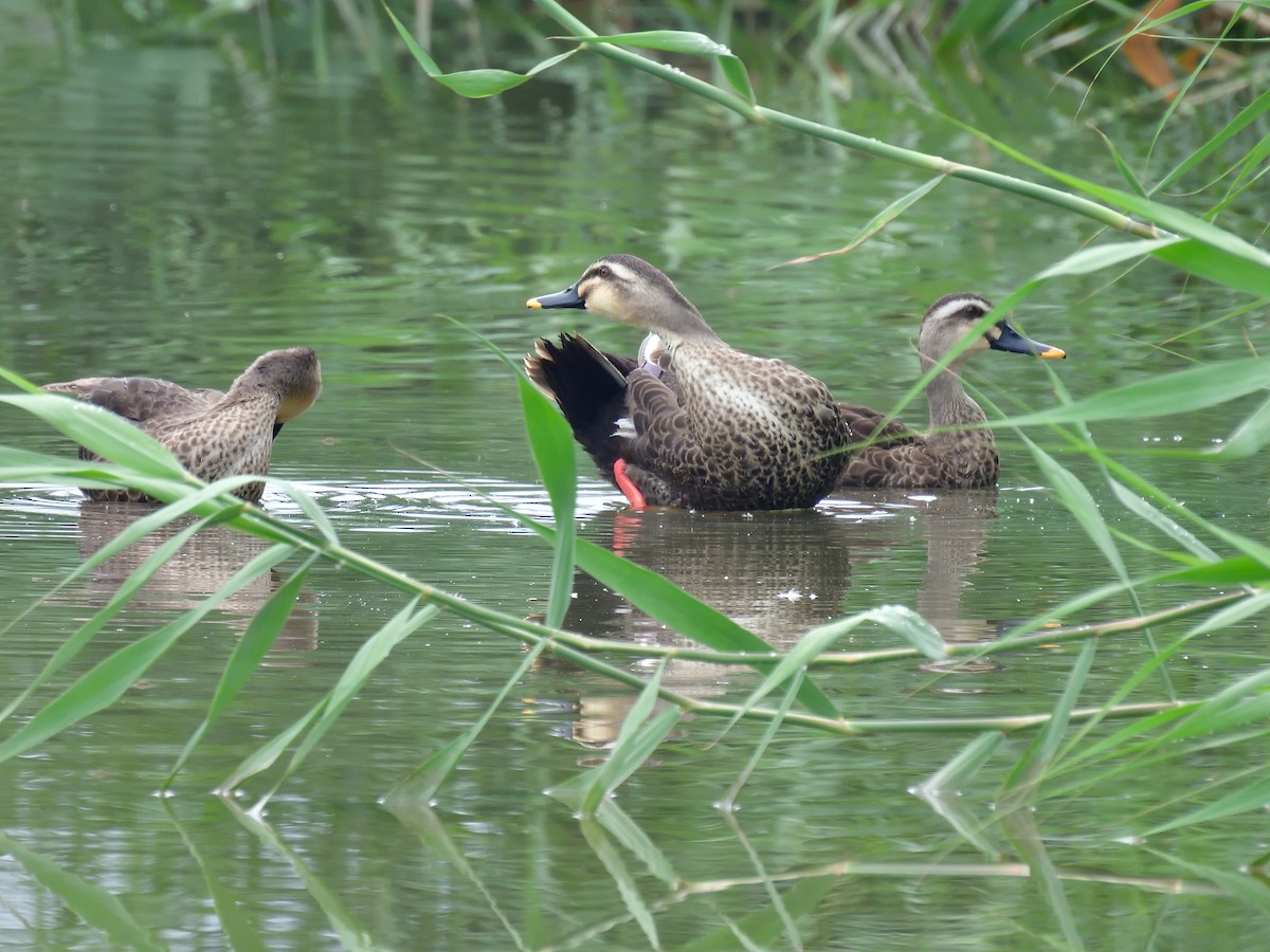 Eastern Spot-billed Duck - ML593842251