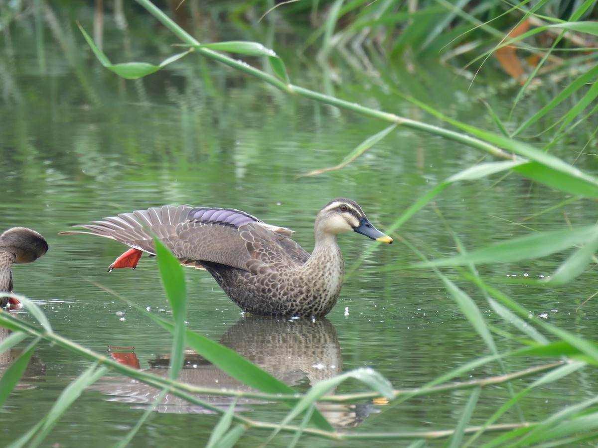 Eastern Spot-billed Duck - ML593842261