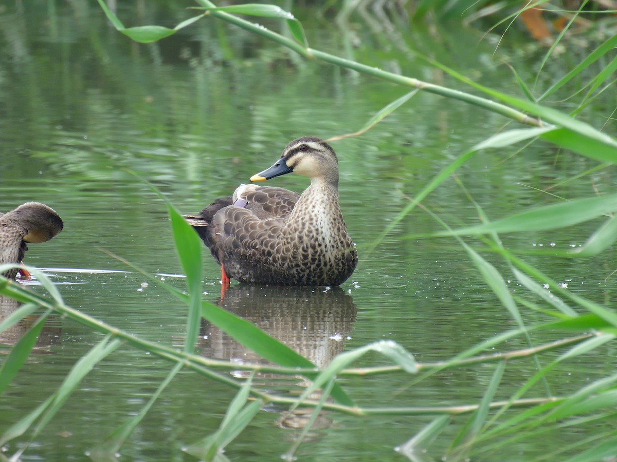 Eastern Spot-billed Duck - ML593842271