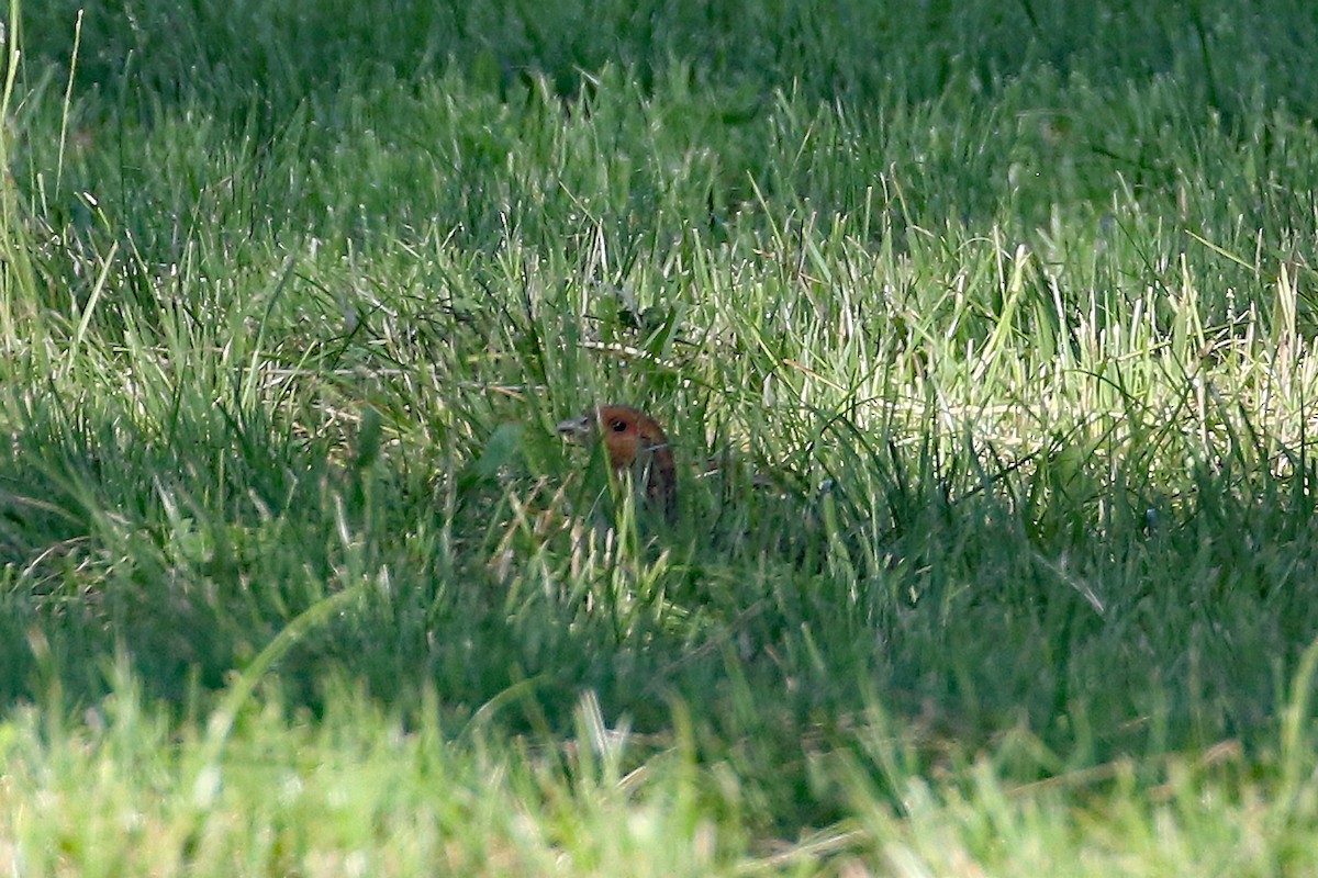 Gray Partridge - Dave Beeke