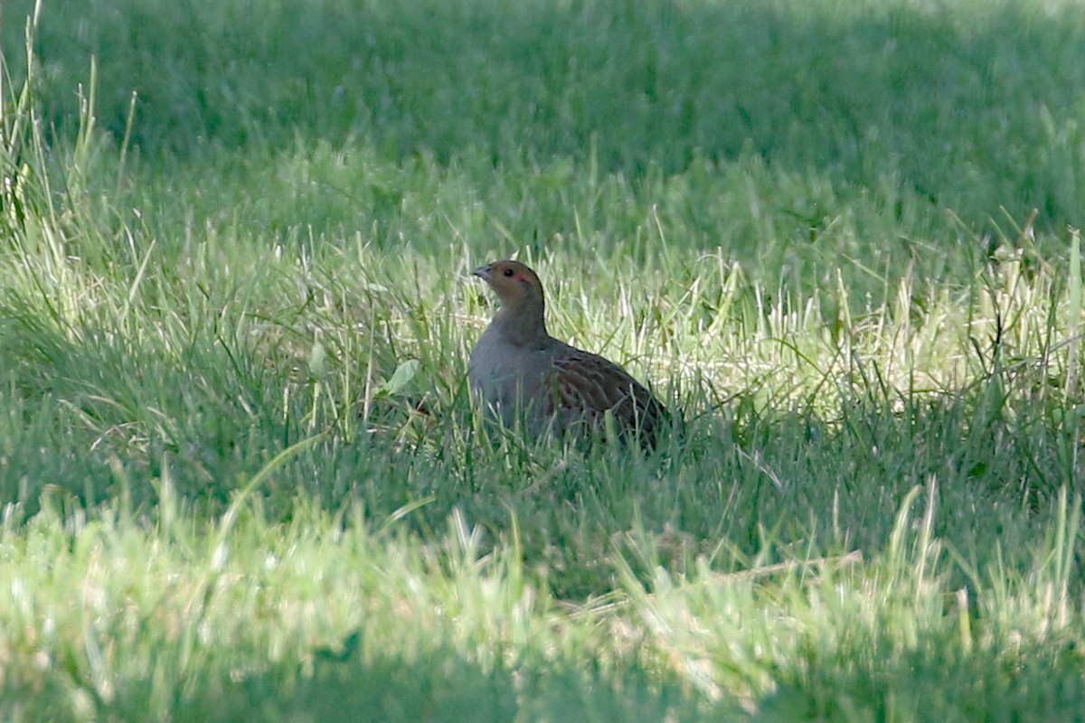 Gray Partridge - ML593842491