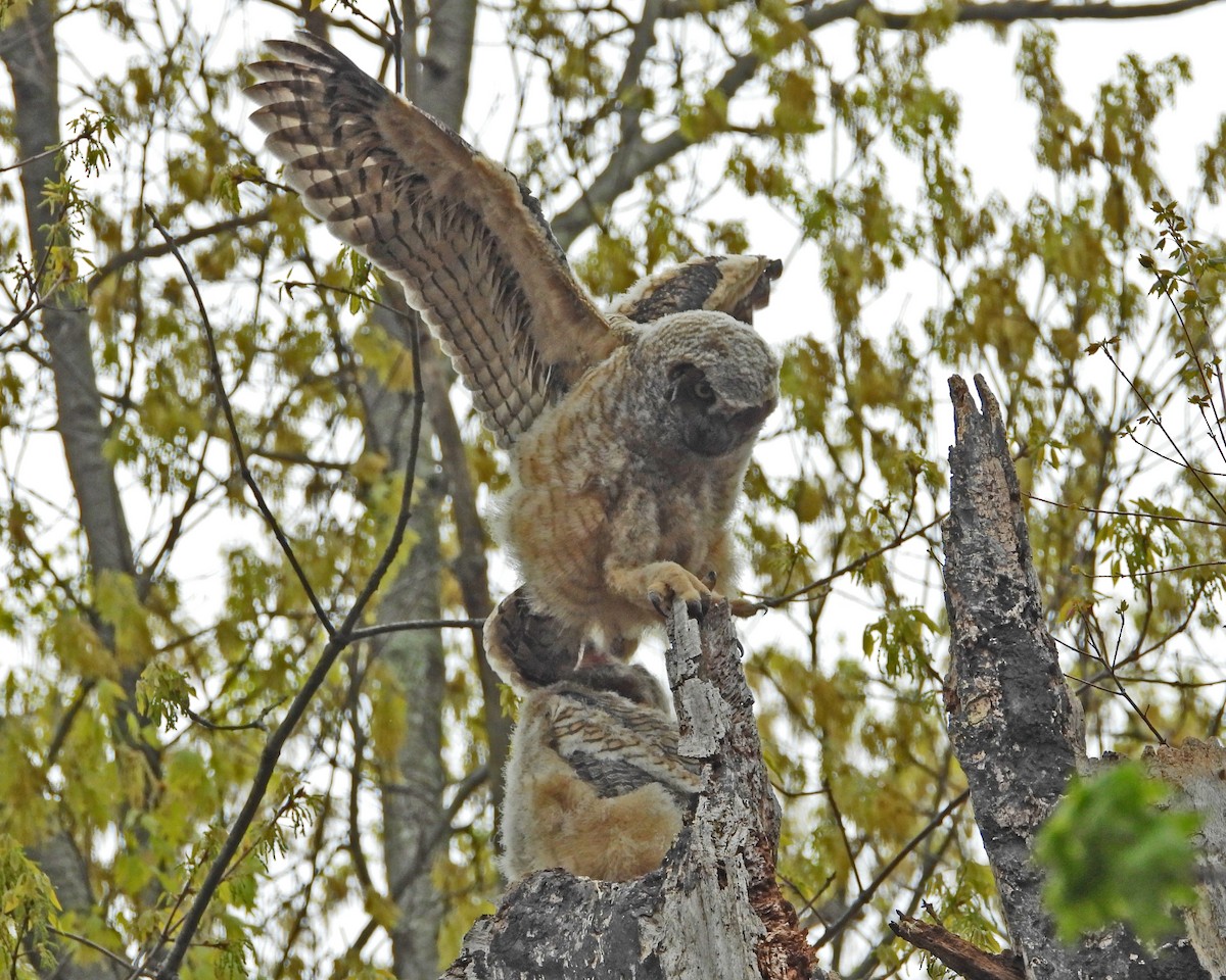 Great Horned Owl - ML593842691