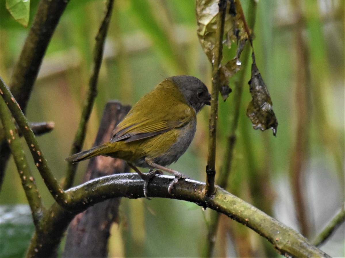 Dusky Chlorospingus - ML593842931