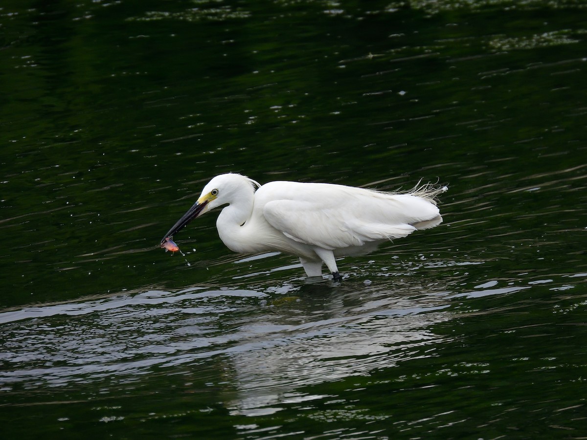 Little Egret - Yawei Zhang