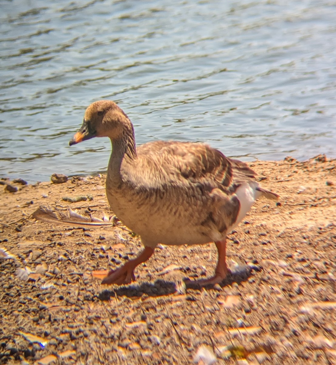 Tundra Bean-Goose - ML593843141