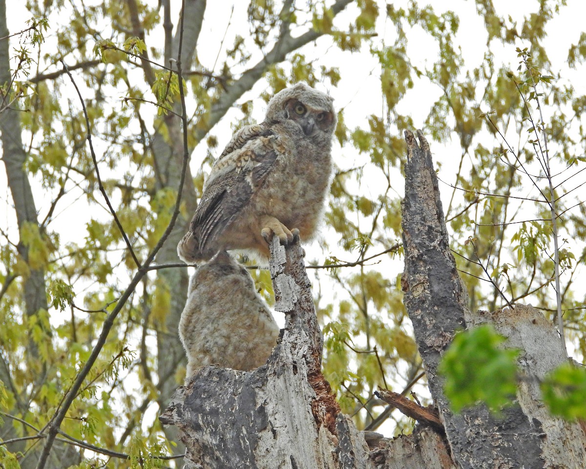 Great Horned Owl - ML593843601