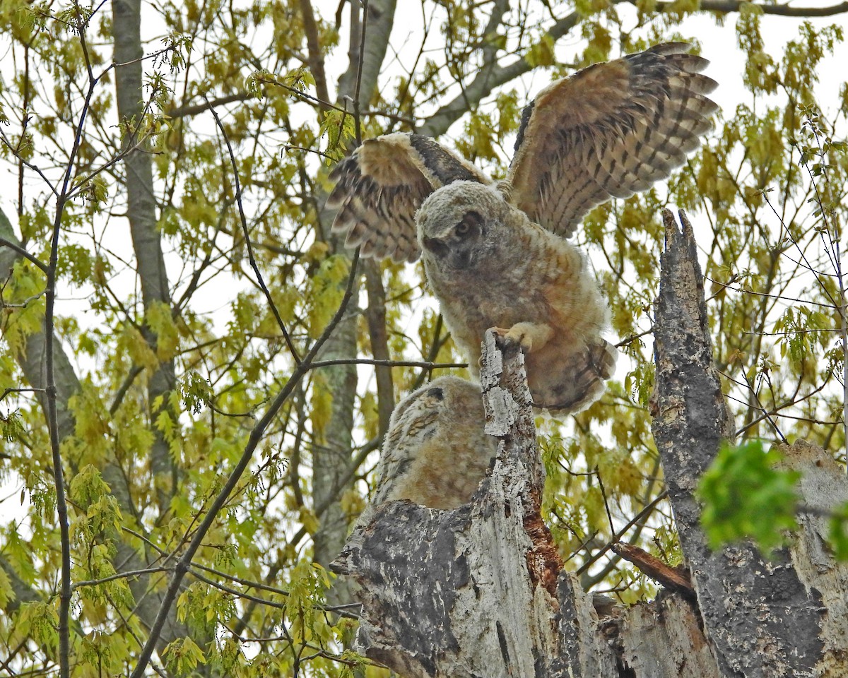 Great Horned Owl - ML593844441