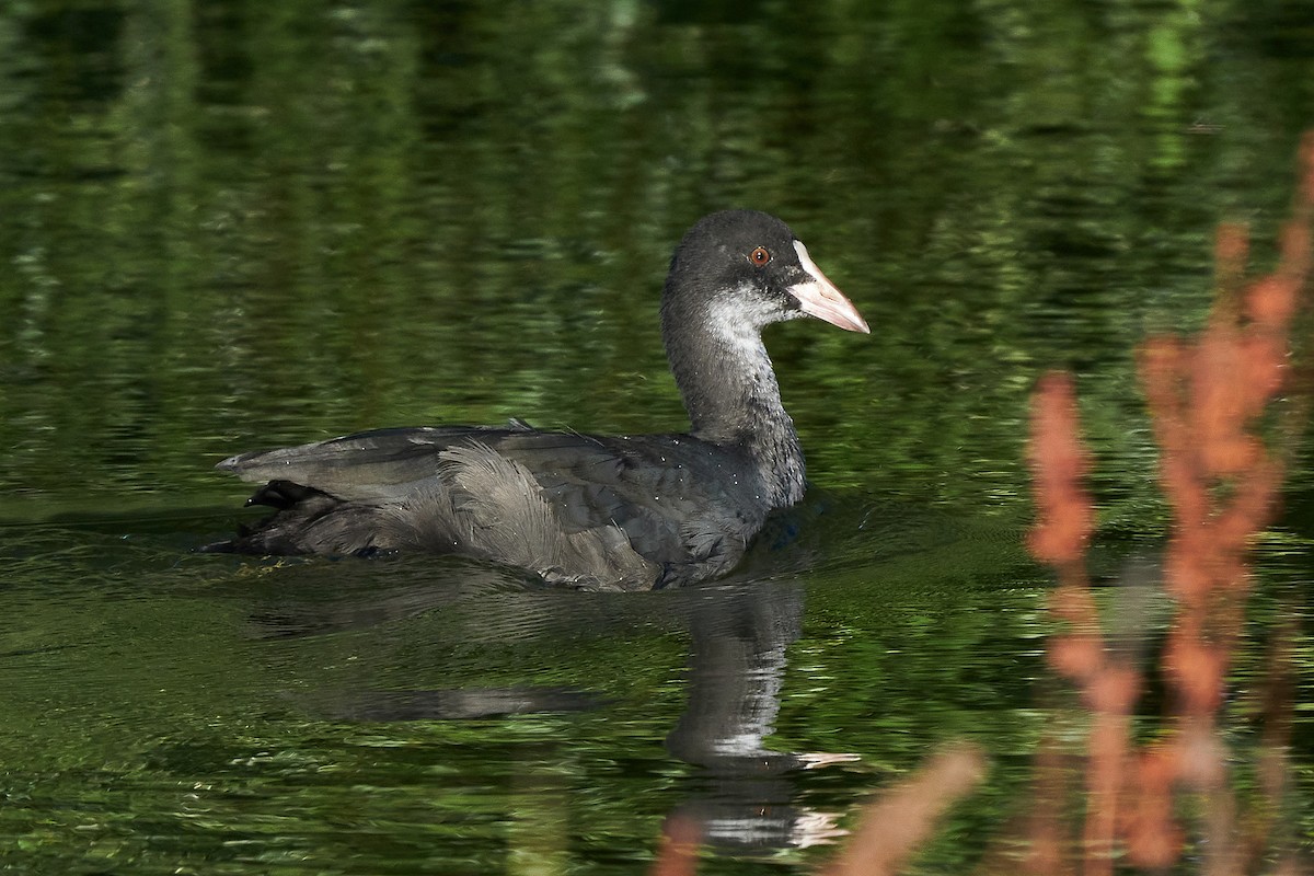 Eurasian Coot - ML593845601