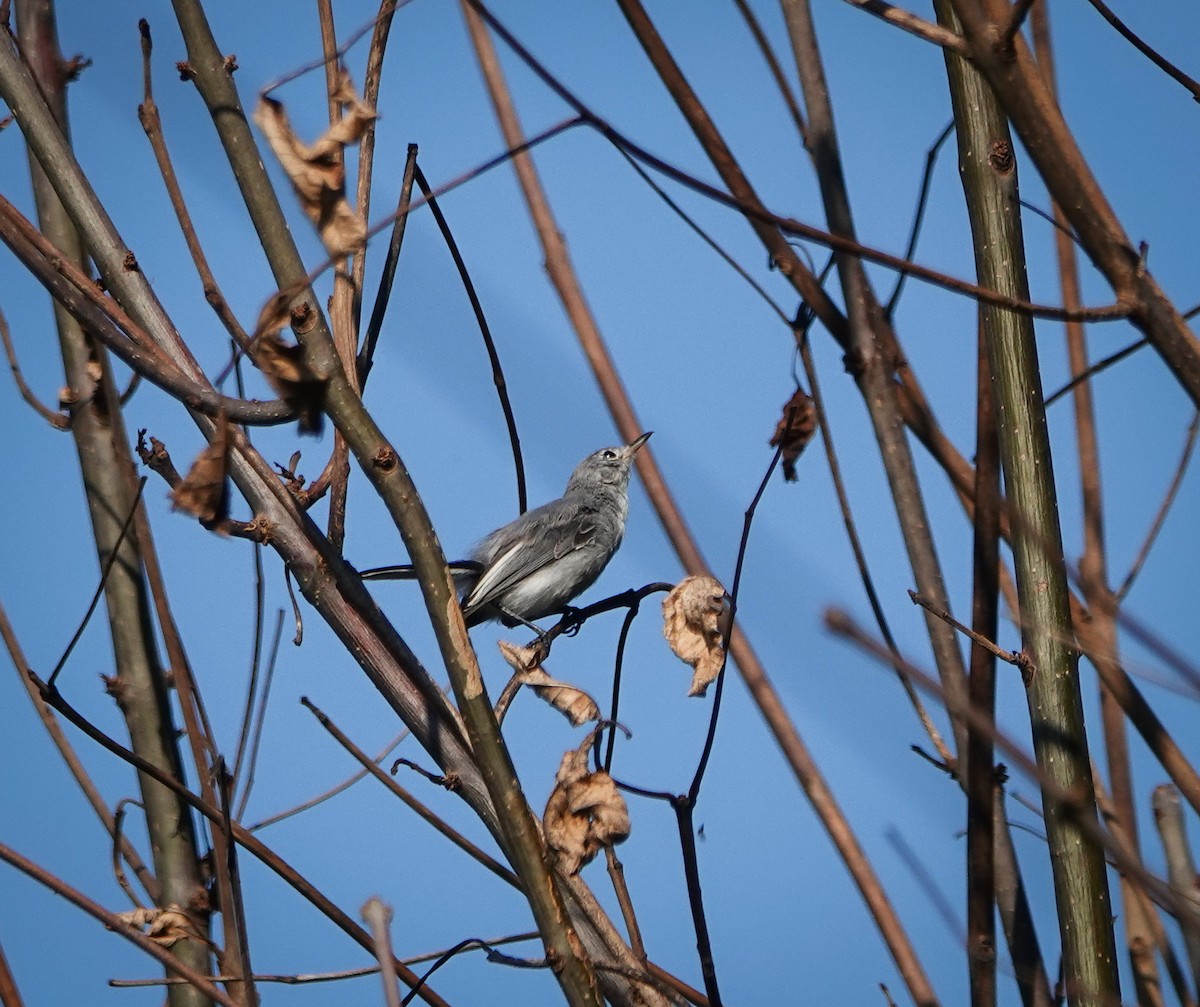 Blue-gray Gnatcatcher - ML593845661