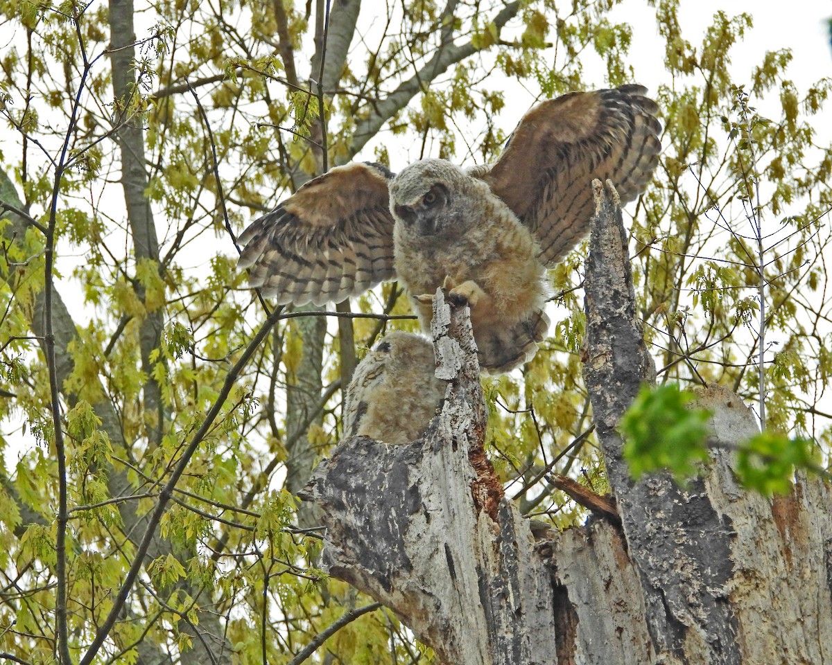 Great Horned Owl - ML593845771