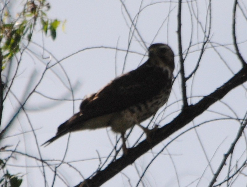 Broad-winged Hawk - ML59384591