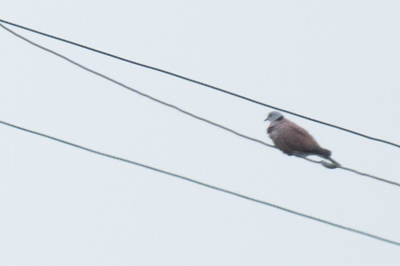 Red Collared-Dove - ML593846691