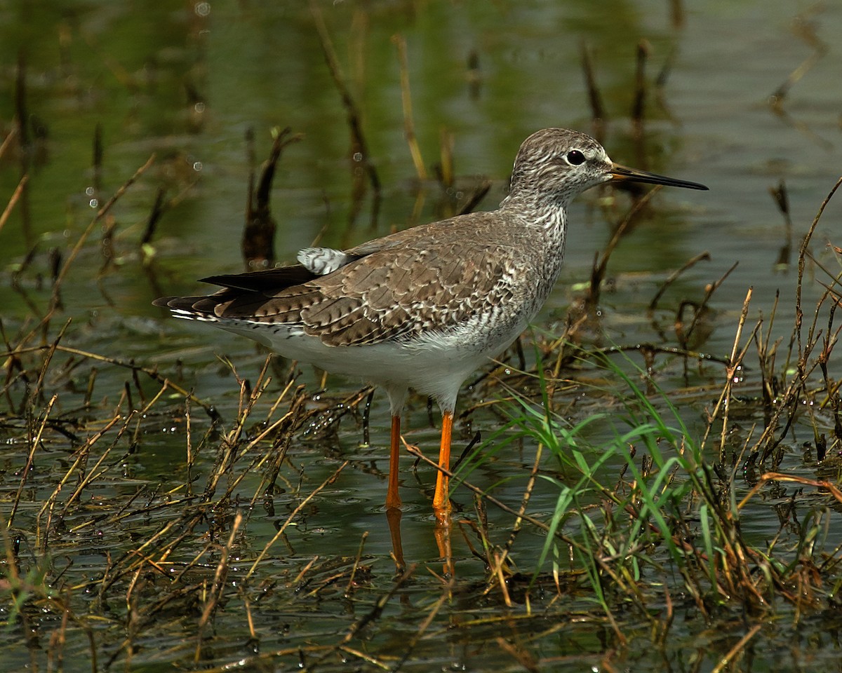 Lesser Yellowlegs - ML593846711