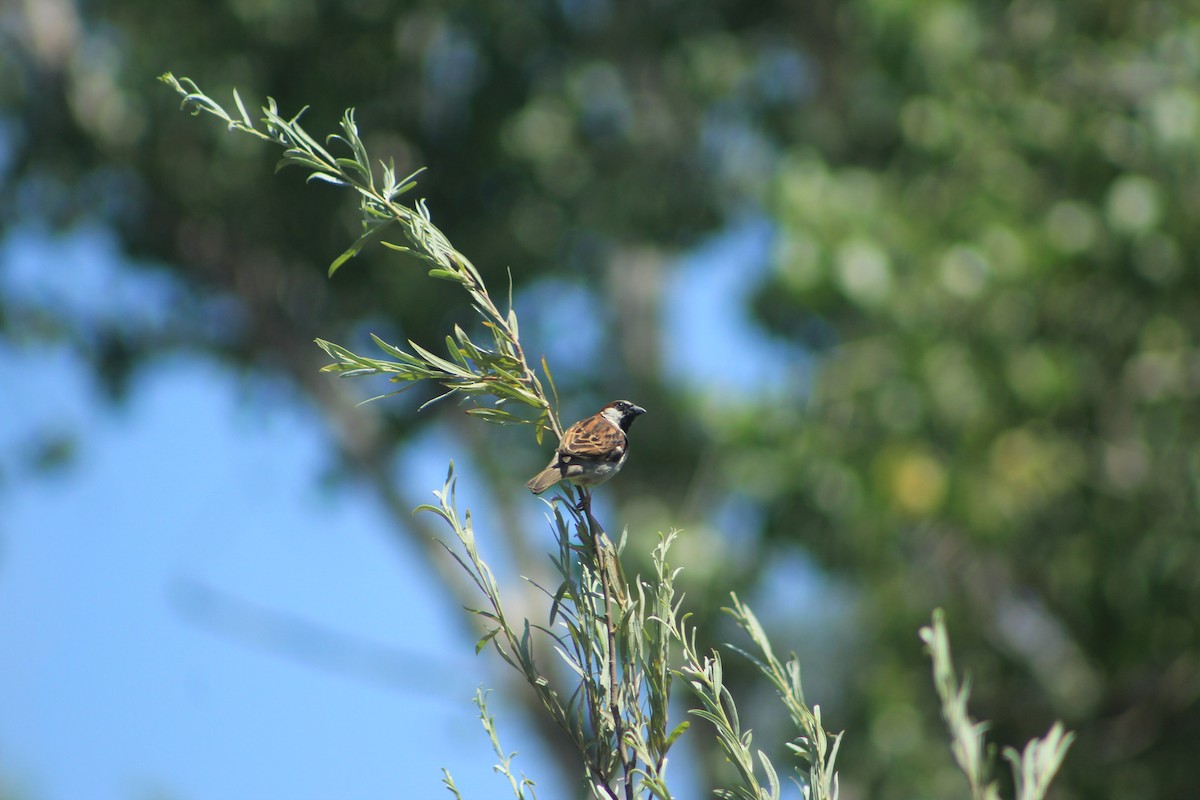 House Sparrow - ML593846781