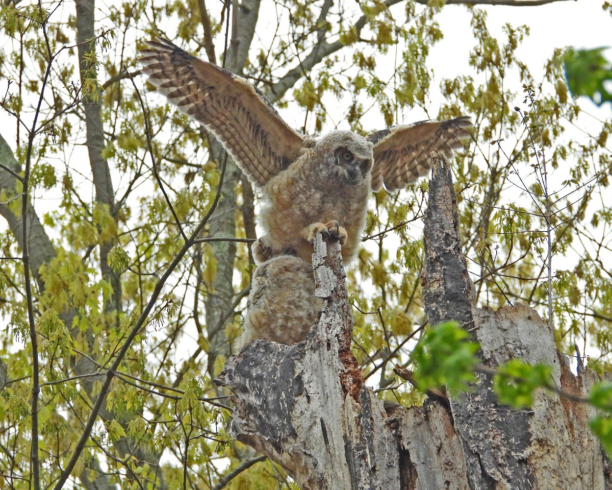 Great Horned Owl - ML593847101