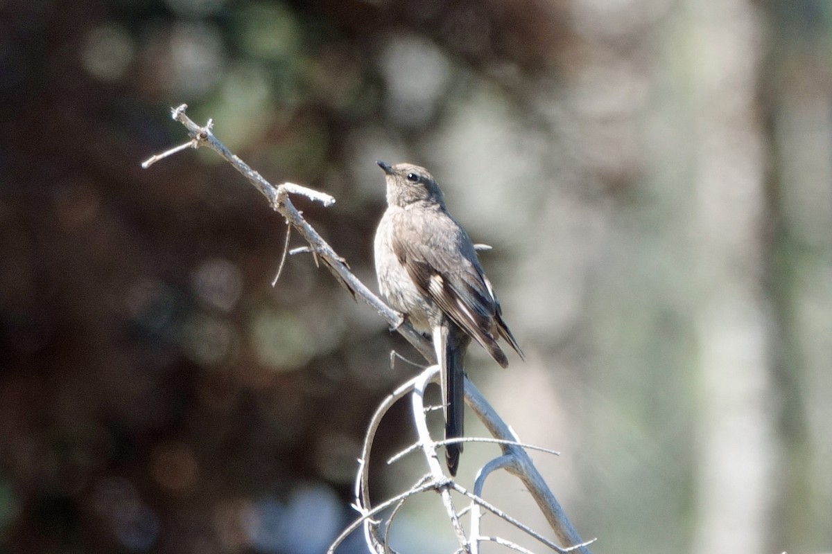 Townsend's Solitaire - Carl Haynie